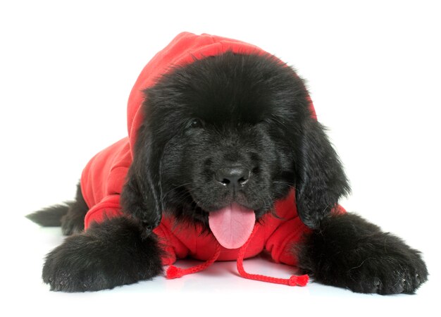 geklede puppy newfoundlandhond