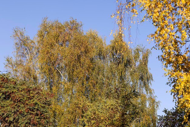 Gekleurd berkenblad in de herfst
