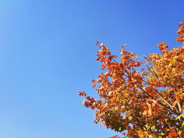 Gekleurde bladeren van een boom in de herfst voor een blauwe hemel