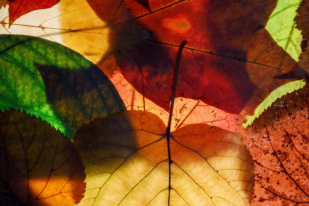 Gekleurde herfstbladeren. achtergrond voor ontwerp