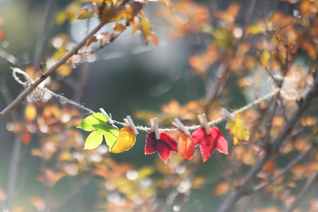gekleurde herfstbladeren in het bos. kunst foto