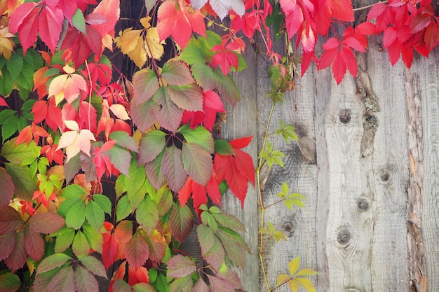 Gekleurde herfstbladeren op houten oppervlak.