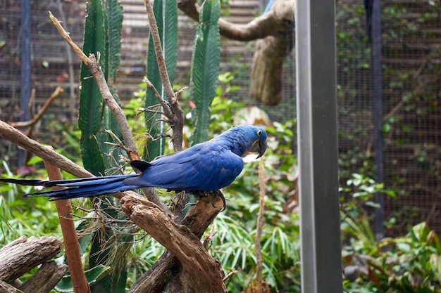 gekleurde papegaai in de takboom