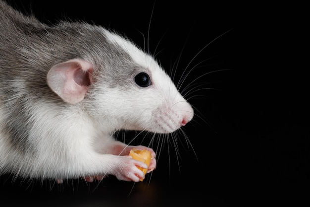 Gekleurde rat geïsoleerd op een zwarte achtergrond Een knaagdier eet kaas Closeup portret van een plaag Foto voor snijden en schrijven