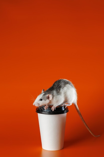 Foto gekleurde rat met een papieren beker muis op een kop koffie portret van een plaag knaagdier geïsoleerd op oranje achtergrond voor lettering en header