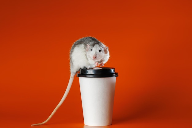 Gekleurde rat met een papieren beker Muis op een kop koffie Portret van een plaag Knaagdier geïsoleerd op oranje achtergrond voor lettering en header