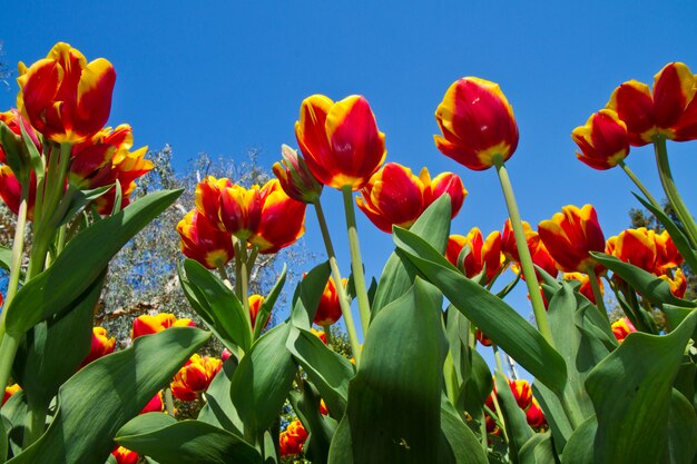 Gekleurde tulp