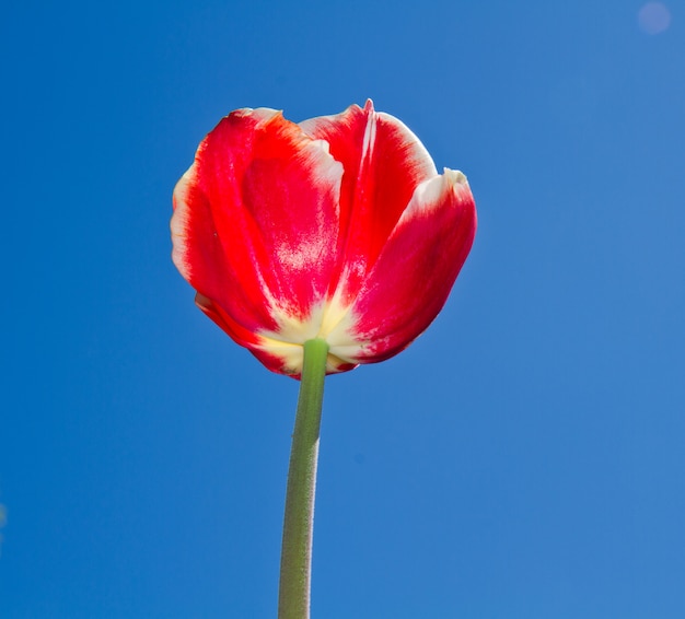 Gekleurde tulp