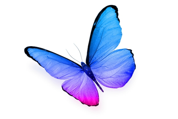 Gekleurde vlinder geïsoleerd op een witte achtergrond. Hoge kwaliteit foto