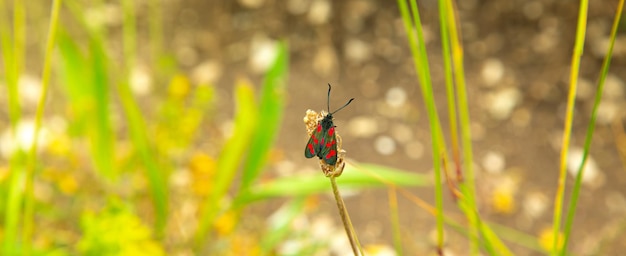 Gekleurde vlinder in de buitenlucht