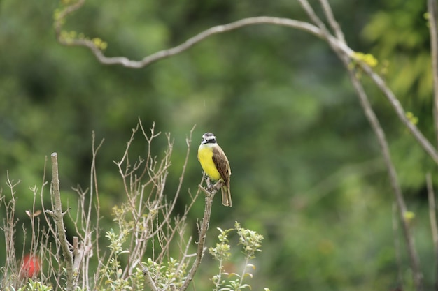 Foto gekleurde vogel op tak