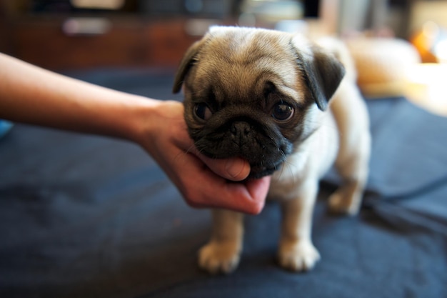 Geknipte hand die een puppy thuis aanraakt