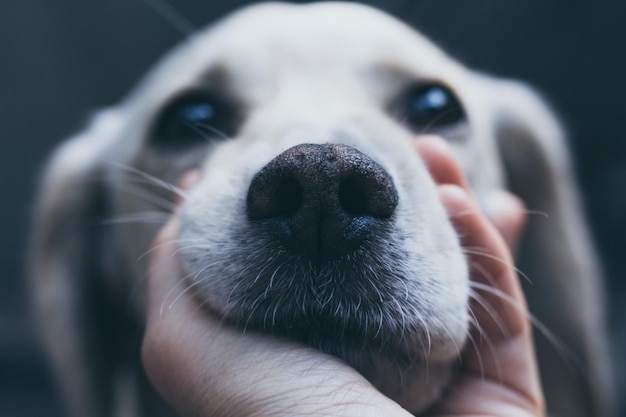 Geknipte handhoudende hond