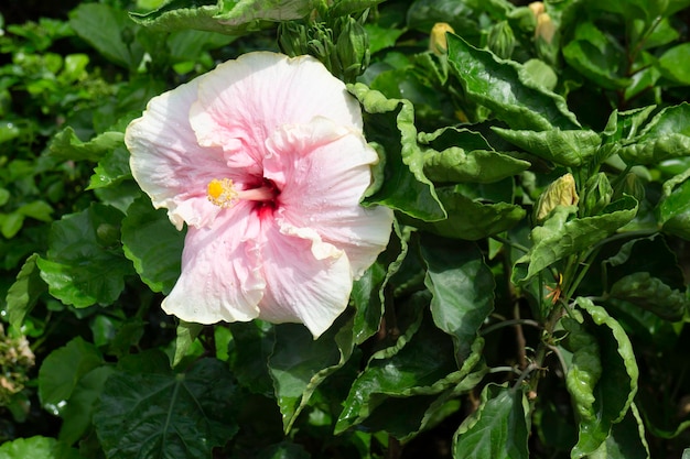 Gekoeld bij buitenplant