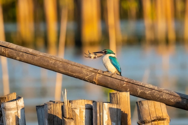 Gekraagde ijsvogel Todiramphus chloris ook bekend als de witkraagijsvogel