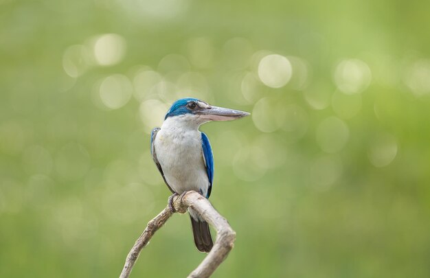 Gekraagde ijsvogel Whitecollared ijsvogel Mangrove ijsvogel Todiramphus chloris op een tak met een groene achtergrond