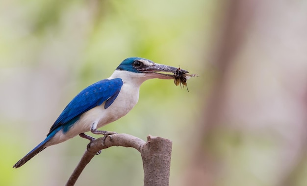 Gekraagde ijsvogel Whitecollared ijsvogel Mangrove ijsvogel