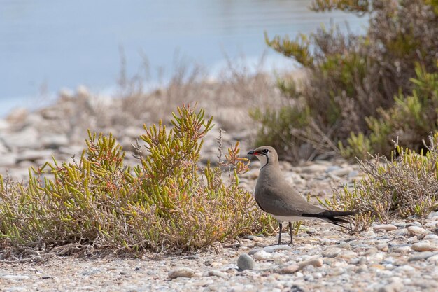 Gekraagde pratincole, gewone pratincole of roodvleugelpratincole (glareola pratincola) almeria, spanje