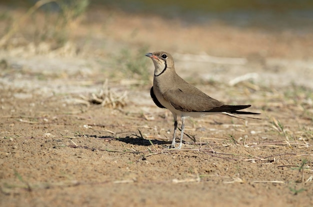 Gekraagde pratincole in een lagune in midden-spanje met de laatste lichten van de middag