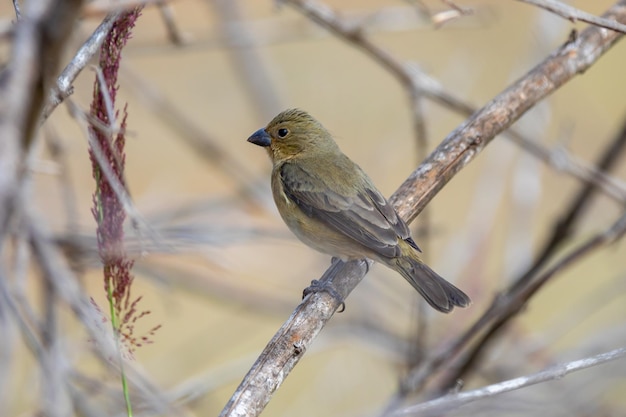 Gekraagde vogel Sporophila caerulescens selectieve focus