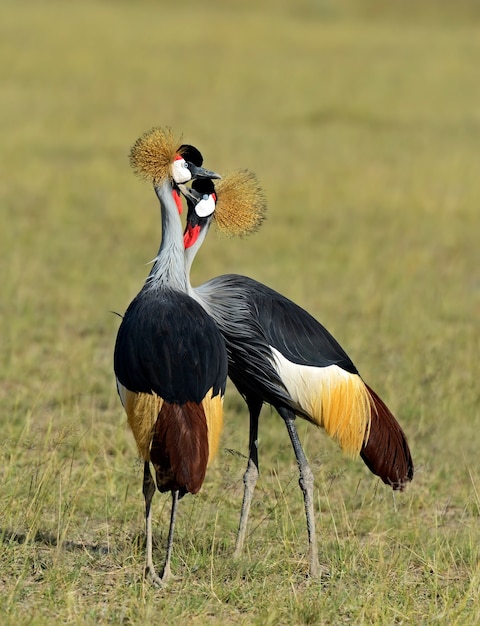 Gekroonde kraan in de natuurlijke habitat. Kenia. meer Naivasha