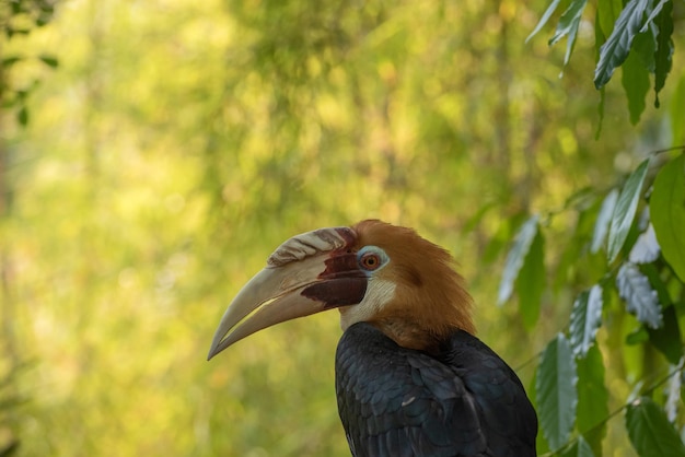 Gekroonde neushoornvogel in prachtige omgeving