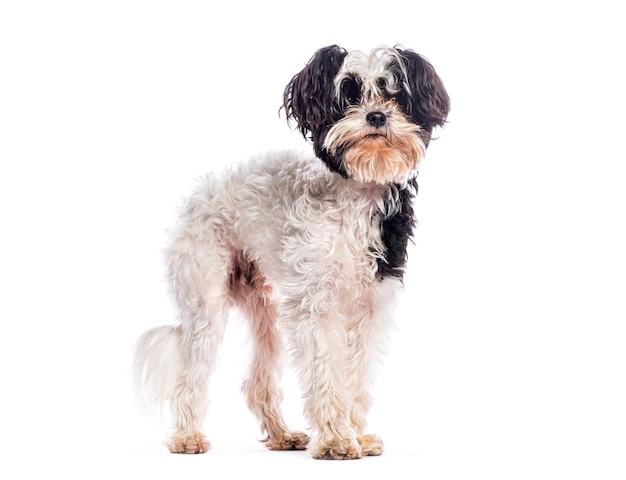 Gekruiste hond staat en kijkt naar de camera op een witte achtergrond