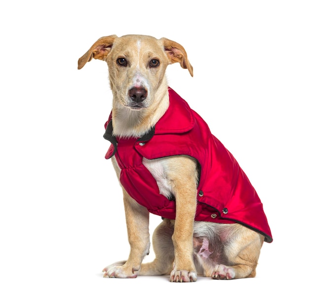 Gekruiste hond zit en draagt een rode jas en kijkt weg.