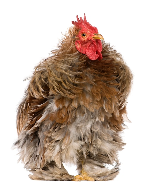 Gekrulde gevederde haan Pekin, staand