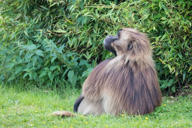 Gelada baviaan (Theropithecus gelada) zittend op het gras