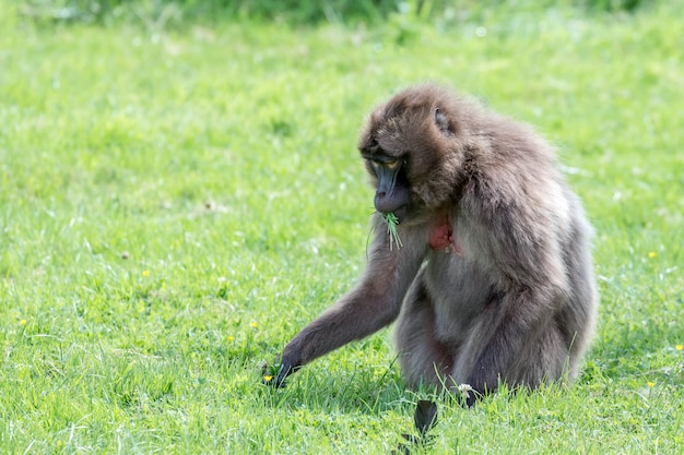 Gelada baviaan theropithecus gelada