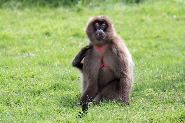 Gelada Baviaan Theropithecus gelada