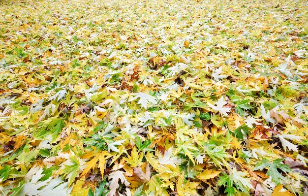 Gele abscissed bladeren op herfstparkweide