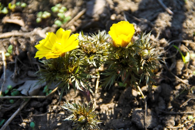 Gele adonisbloem in de tuin op de lente