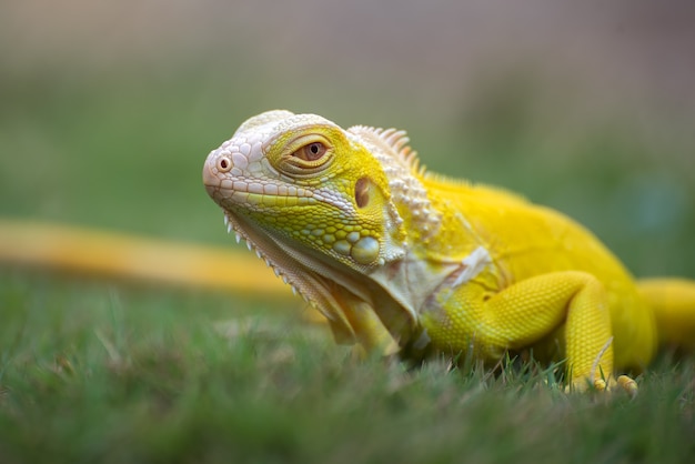 Gele albino-leguaan op het gras