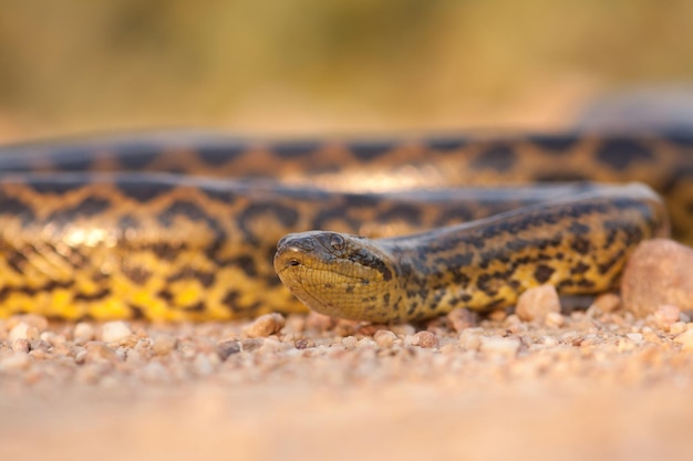 Gele anaconda die vanuit een lage hoek in het zand kruipt en dichterbij komt