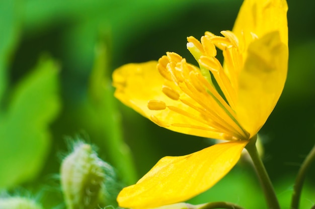 Gele anemoon in macro op groene onscherpe achtergrond Macrowereld in de natuur