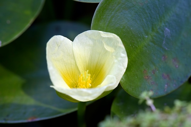 Gele aquatische bloem op het donker van bladeren en meerwater