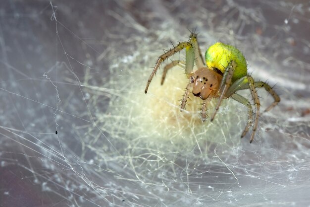 Gele Araniella cucurbitina spin in het eigen spinnenweb