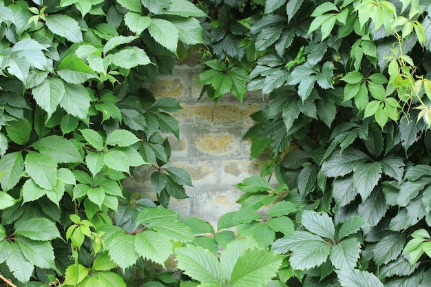 Gele bakstenen muur met klimplanten