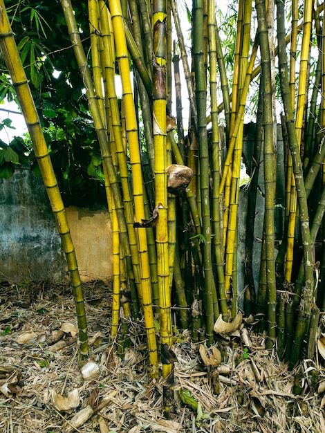 gele bamboeboom in de tuin