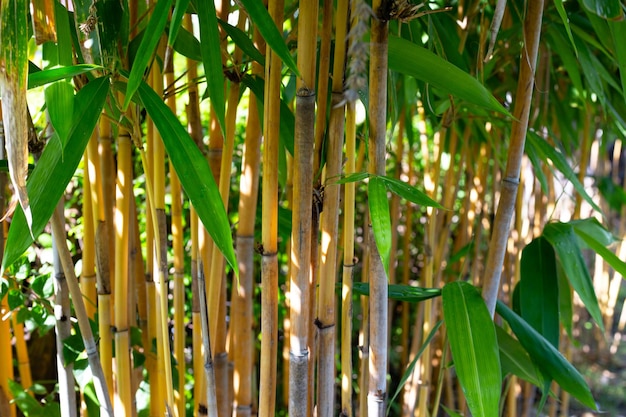 Gele bamboeplant in de tuin