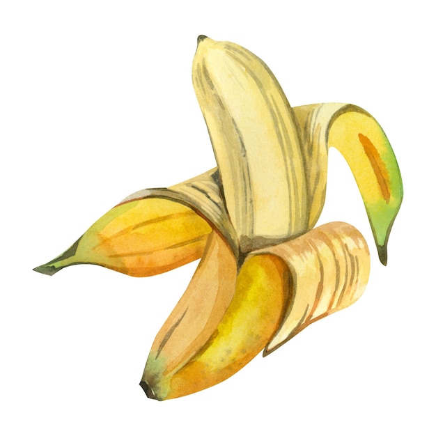 Gele banaan op een witte achtergrond Gepelde gele banaan geschilderd in waterverf op een witte achtergrond