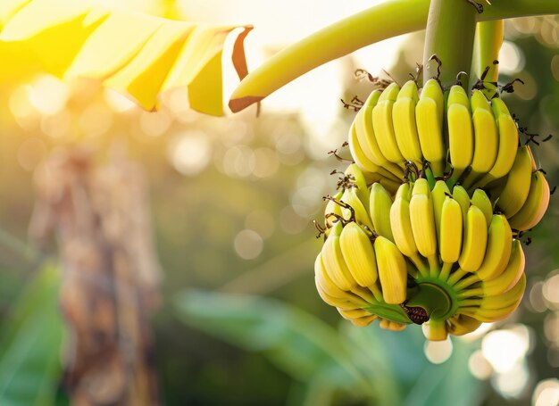 Gele bananen groeien op een boom in de oogsttuin bij een eeuwige zonneschijn.