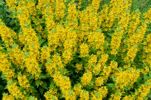 Gele bellenbloemen van Lysimachia punctata, gestippelde kattestaart, grote gele kattestaart of gevlekte kattestaart in zomertuin close-up met selectieve aandacht. Ttrendy esp gouden bloem achtergrond