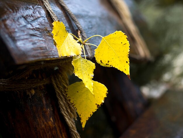 Gele berkenbladeren op een houten bankje in het park