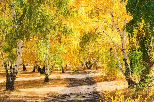 Gele berkenbomen in de herfstbos. Prachtig herfstlandschap, herfstscène.