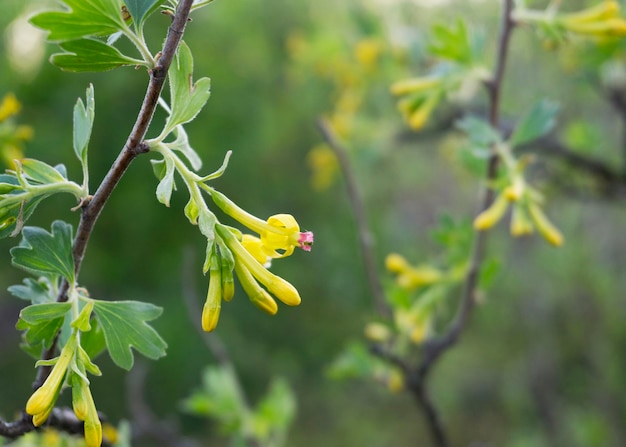 Gele bes bloemen in de lentetuin 3