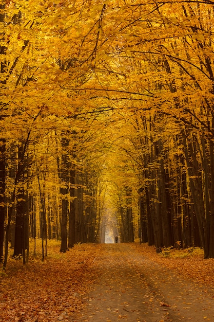 Gele bewolkte de herfstdag van de lindesteeg