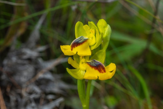 Gele bijorchidee Ophrys lutea Malaga Spanje